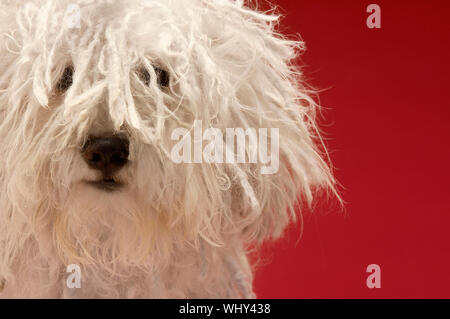 Closeup of cute shepherd dog on red background Stock Photo