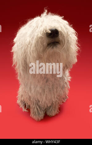 Full length of cute Komondor sitting on red background Stock Photo