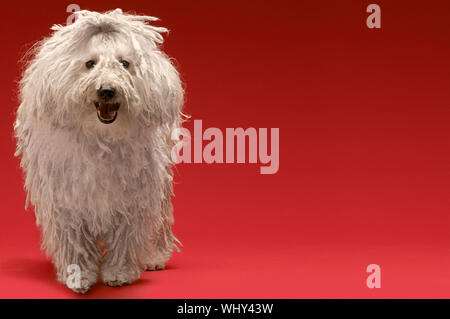 Full length of Hungarian sheepdog on red background Stock Photo