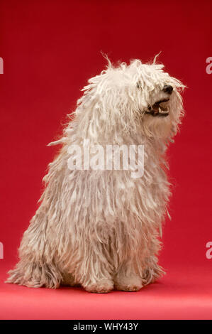 Full length of cute Hungarian Komondor sitting on red background Stock Photo