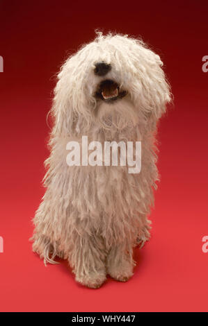 Full length of cute Komondor sitting on red background Stock Photo