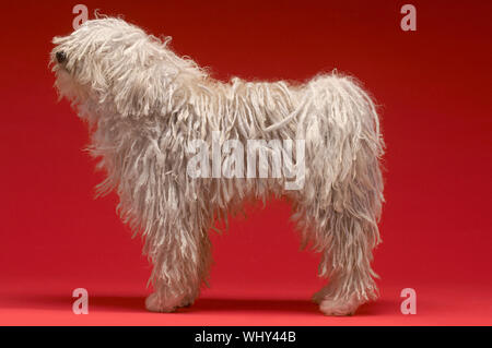 Full length side view of Hungarian shepherd dog on red background Stock Photo