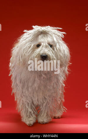 Full length of Hungarian sheepdog on red background Stock Photo