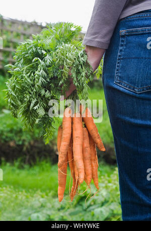 Midsection of woman holding bunch of freshly harvested carrots in garden Stock Photo