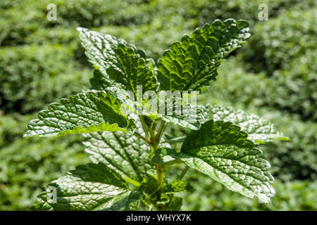 Culinary herbs, Lemon Balm plant, Melissa officinalis Stock Photo