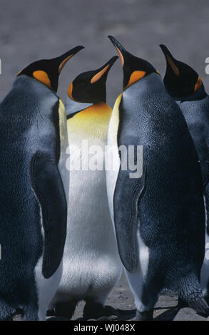 UK, South Georgia Island, three King Penguins standing on beach Stock Photo