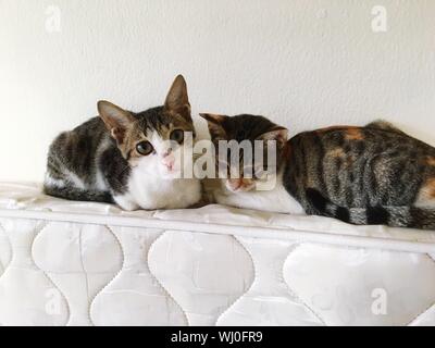 Cute Kittens Sitting On White Sofa At Home