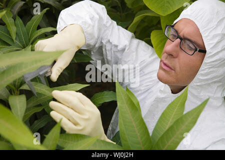 Male worker in protective suit measuring plants in greenhouse Stock Photo