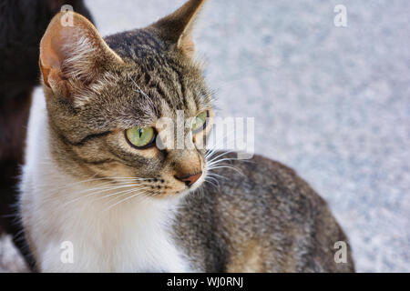 Close-up photo of a grey and white stray cat, young male cat with green eyes Stock Photo
