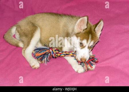 Husky puppy playing with dog's toy Siberian beautiful white and brown dog. Stock Photo