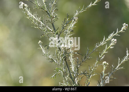 Closeup wormwood branch on a background of green blurred meadow Stock Photo