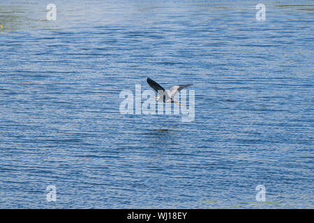A gray heron flies low over the blue surface of the water with small waves. Stock Photo