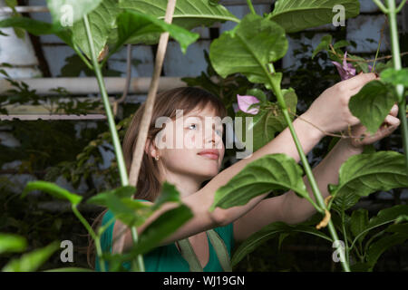 Young female botanist working in greenhouse Stock Photo
