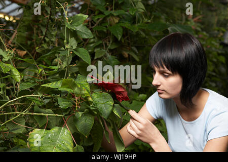 Young female gardener examining leaves in greenhouse Stock Photo