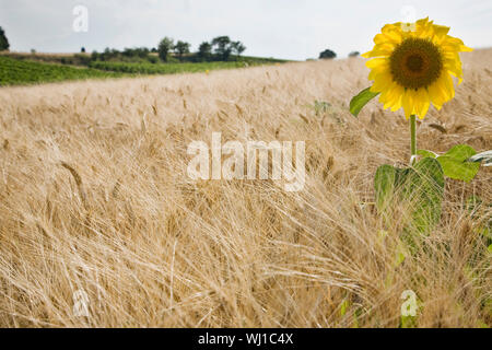 Sunflower in wheatfield Stock Photo