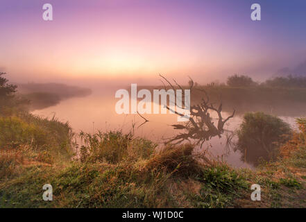 Old fallen dry oak laying in water towards sunrise. Autumn foggy rural landscape. River Neman, Belarus. Stock Photo