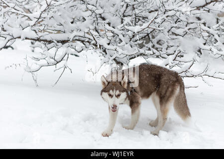 Husky dog walking on snow outdoors. Domestic animal. Blue eyes. Stock Photo