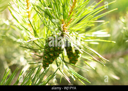Young pine cones on a green tree branch. Coniferous evergreen pine with fruits, pine shoots, green bump close-up horizontal Stock Photo