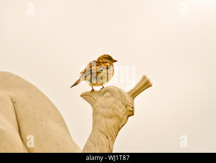 A little sparrow sits alone on a statue of stone, which shows a peacock Stock Photo