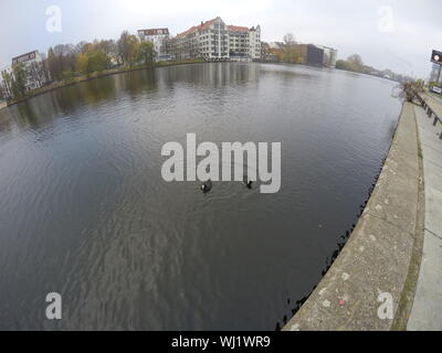 Ducks on the river in Berlin Stock Photo