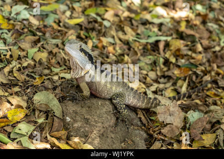 Currumbin Wildlife Sanctuary at Gold Coast, Queensland, Australia Stock Photo