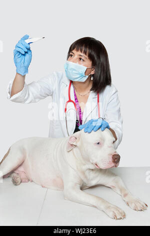 Female veterinarian checking temperature of dog over gray background Stock Photo