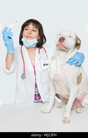 Female veterinarian checking temperature of dog over gray background Stock Photo