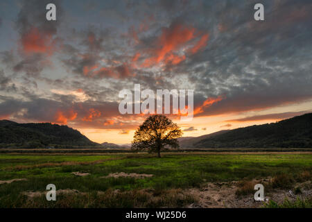 Sunset over a lonely oak tree in the Barmouth (Mawdach) Estuary near Dolgellau in North Wales Stock Photo