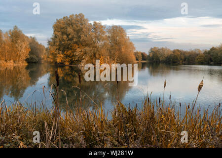 Mallard Lake at the Lower Moor Nature Reserve in Wiltshire bathed in evening sunshine Stock Photo