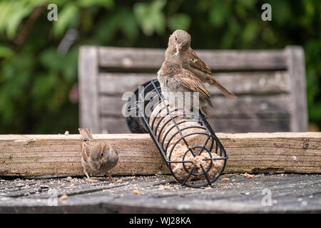 Female house sparrow standing on a bird feeder and feeding a fledgling sparrow in an English country garden. Stock Photo