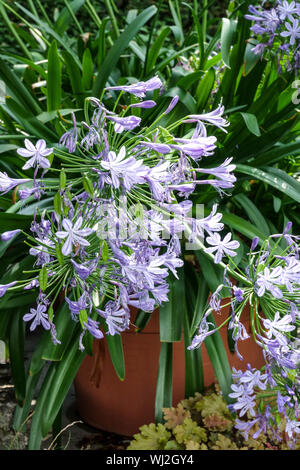 Lily of the Nile, Agapanthus 'Maleny Blue', African Blue Lily in pot Stock Photo