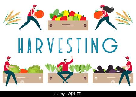 Vector illustration with people harvesting vegetables, boxes, harvesting inscription. Harvesting, agricultural work. Fall Harvest Fest design. Design Stock Vector