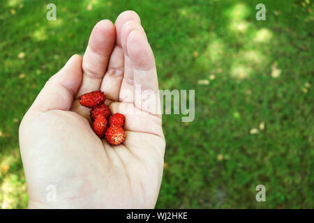 woman's hand holding red wild strawberies just picked up in garden against green background with copy space Stock Photo