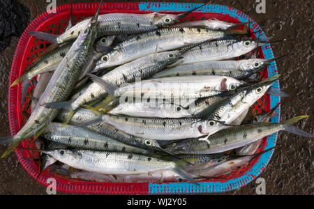 Hald-beak fish, Fish, market, Paotere, Makassar, Sulawesi, Indonesia Stock Photo