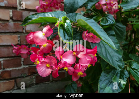 Close up purple begonia flower at brick wall Stock Photo