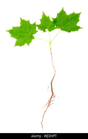 Young maple tree with roots isolated on white background. Stock Photo