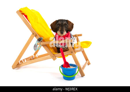 Wire haired dachshund in beach chair isolated over white background Stock Photo