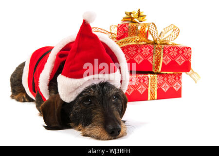 Wire haired dachshund with red hat of Santa Claus isolated over white background Stock Photo