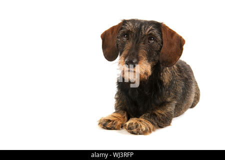 Wire haired dachshund isolated over white background Stock Photo