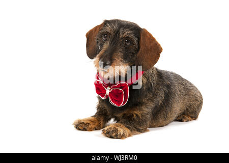 Wire haired dachshund with velvet Christmas bow isolated over white background Stock Photo