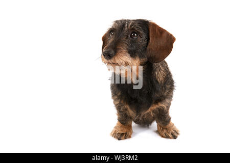 Wire haired dachshund isolated over white background Stock Photo