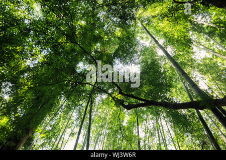 peaceful trees and bamboos landscape in bamboo forest japan arashiyama Stock Photo