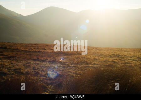single sheep in a large orange field with sun rays beaming down on mountain Stock Photo