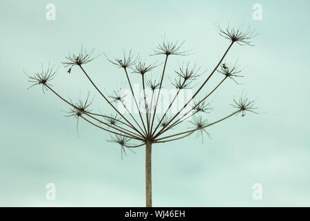 The dried up inflorescence of an umbellate plant against the sky Stock Photo