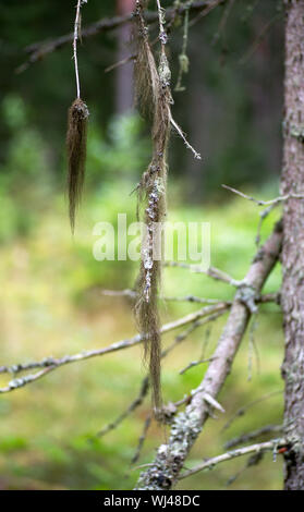 Beard lichen hanging on a coniferous tree in the Swedish forest Stock Photo