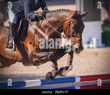 A chestnut horse, dressed in brown horse gear, with a rider in the saddle jumps over a high red and blue barrier at jumping competitions. Stock Photo
