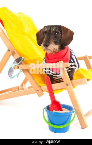Wire haired dachshund in beach chair isolated over white background Stock Photo