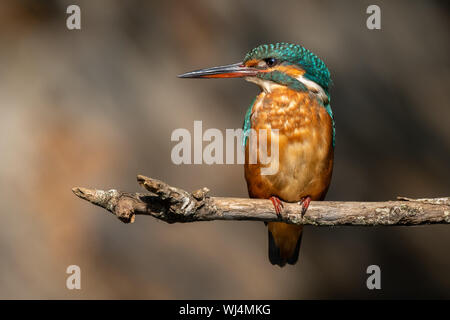 Common Kingfisher (Juvenile Female) - Guarda-rios (juvenil femea) - Alcedo atthis Stock Photo