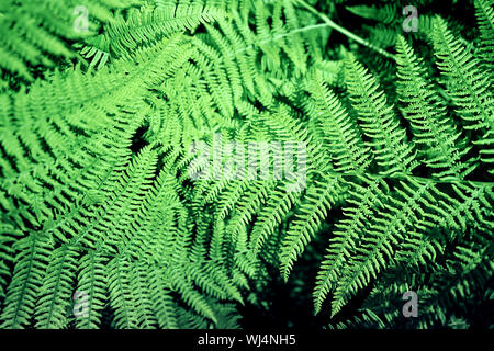 Natural fern pattern background made from bright green fern leaves. Stock Photo