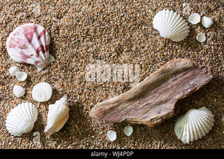 Top view of a sandy beach with various seashells and a piece of driftwood - close up Stock Photo